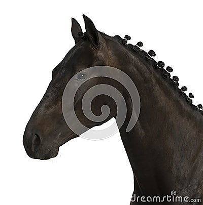 Belgian sport horse (sBs) - 25 years old Stock Photo