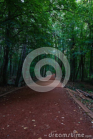 Belgrad Forest in Istanbul. Jogging trail in a forest. Recrational areas Stock Photo