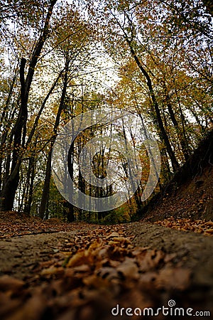 Belgrad Forest, Ä°stanbul Turkey Stock Photo