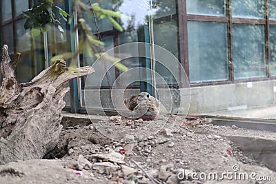 A group of a meerkat in a cage Editorial Stock Photo
