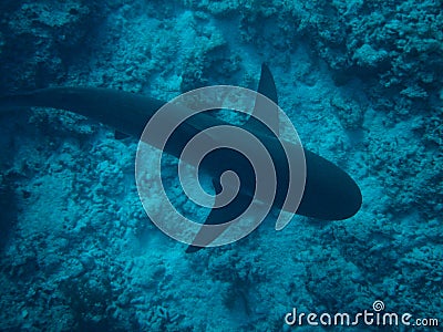 Belize Blue Hole Shark Stock Photo