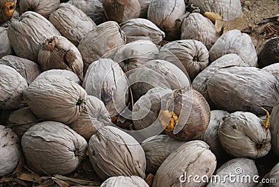 Belize Coconuts Stock Photo