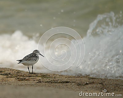 Belizean Sanderling Stock Photo