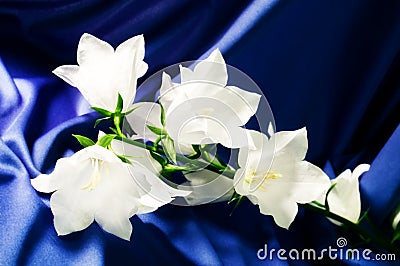 Bell flowers on a blue silk Stock Photo