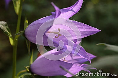 Bell flowers. Purple open flowers of wild bluebell close-up Stock Photo