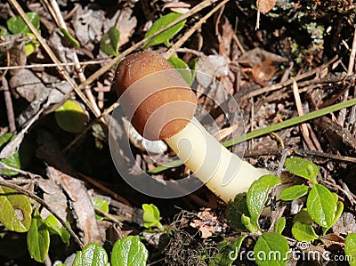 Bell Morel Mushroom - Verpa conica Stock Photo