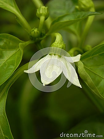 Bell pepper blossom Stock Photo