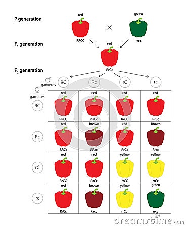 Fruit Color Genetics of Bell Pepper (Capsicum annuum). Vector Illustration
