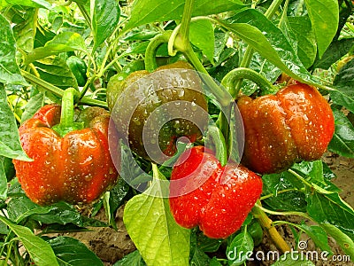 Bell pepper plant Stock Photo