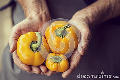 Bell pepper Stock Photo