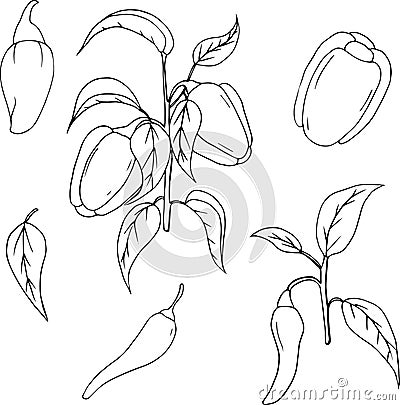 Bell Peppers hand drawn vector illustration. Different peppers on white background Vector Illustration