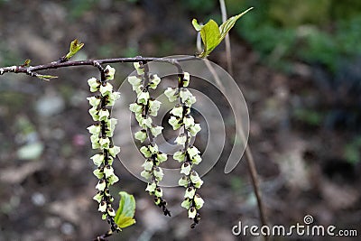 bell shaped yellow green flowers racemes Stock Photo