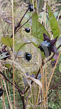 Belladonna in autumn with insidious black berries, close up Stock Photo