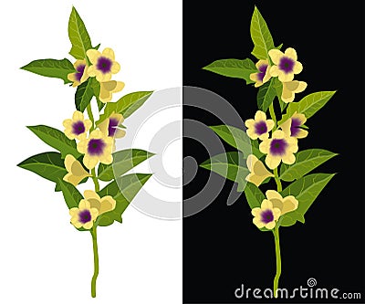 Belladonna, deadly nightshade, dwale isolated vector illustration. Toxic flower, deadly plant. Vector Illustration