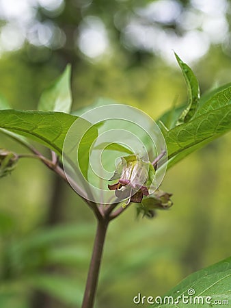 Belladonna flower aka Deadly nightshade. Atropa belladonna. Toxic due to tropane alkaloids. Stock Photo