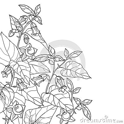 Vector corner bunch of outline toxic Atropa belladonna or deadly nightshade flower, bud, berry and leaf in black isolated on white Vector Illustration