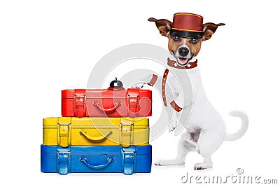 Bellboy dog Stock Photo