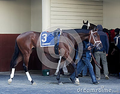 Bellera in the Aqueduct Paddock Editorial Stock Photo