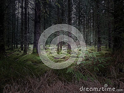 Bellever Forest, Dartmoor National Park Devon UK Stock Photo