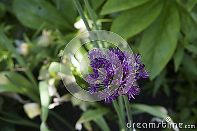 Bellevue Botanical Garden in spring Stock Photo