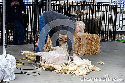 Kelsey Creek Farm Park heritage event, woman demonstrating sheep shearing on a white s Editorial Stock Photo