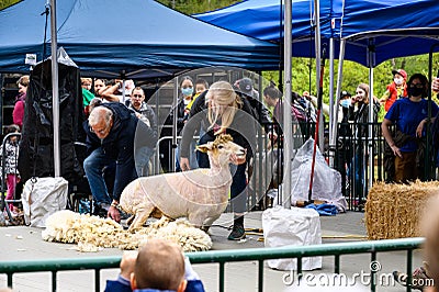 Kelsey Creek Farm Park heritage event, woman demonstrating sheep shearing on a white s Editorial Stock Photo