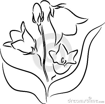 Bellflower Vector Illustration