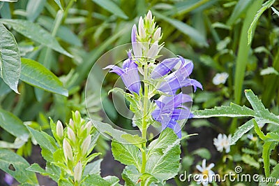 Bellflower. campanula flower closeup. nature macro photography. beautiful blue flower Stock Photo