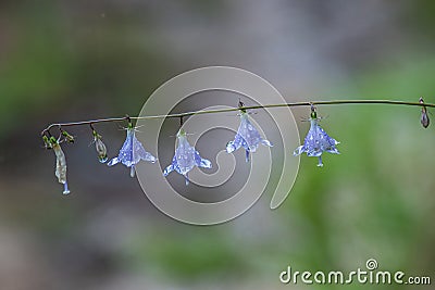 Bellflower in full blossom in summer Stock Photo