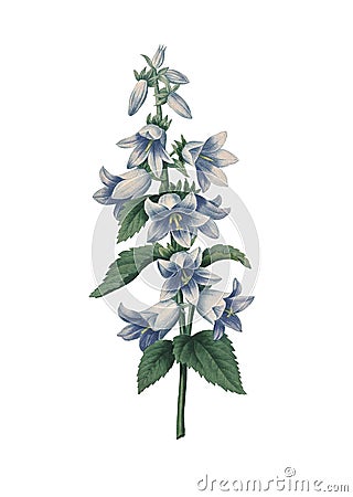 Bellflower Redoute Flower Illustrations Cartoon Illustration