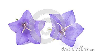 Bellflowers ( Campanula rotundifolia ) Stock Photo