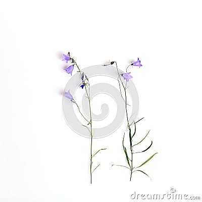 Blue wildflower. Bellflowers isolated on white. Campanula rotundifolia Stock Photo