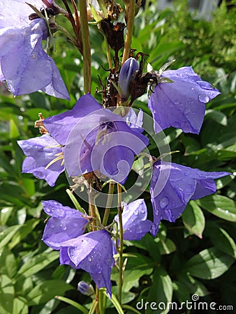 Bellflowers after rain Stock Photo