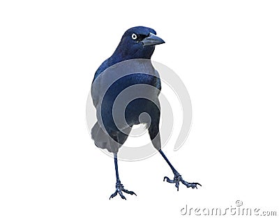 Belligerent Blackbird Stock Photo