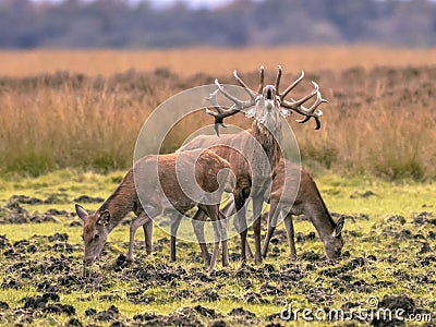 Belling Buck deer guarding hinds Stock Photo