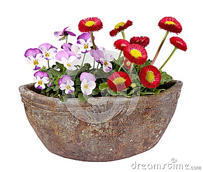 Bellis and pansies in vintage flowerpot, isolated Stock Photo