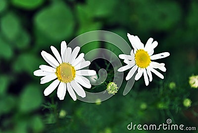 Bellis perennis common daisy, lawn daisy or English daisy two flowers and buds, green leaves background Stock Photo