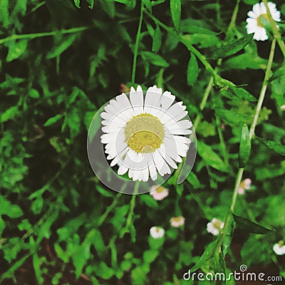 Bellis perennis is a common European species of daisy, of the family Asteraceae, often considered the archetypal species Stock Photo