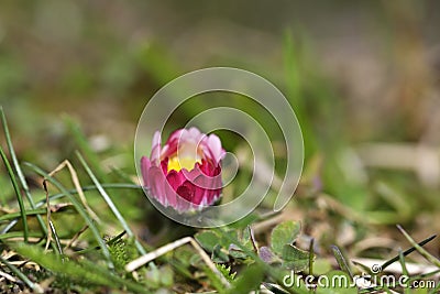 Pink daisy on green field. Daisy flower - wild chamomile. Pink daisies in the garden. Bellis perennis. Stock Photo
