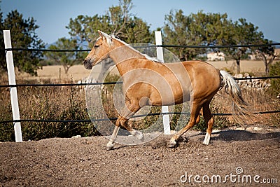 bello-cavallo-biondo-del-cruzado-fuori-del-campo-del-ranch-del-cavallo-37457699