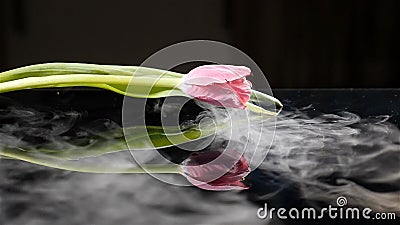 Bello fiore congelato del tulipano con fumo al rallentatore Il fiore frosen in azoto liquido Priorità bassa nera HD archivi video Bello fiore congelato del tulipano con fumo al rallentatore Il fiore frosen in azoto liquido Priorità bassa nera HD archivi video