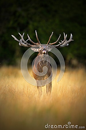 Bellow majestic powerful adult red deer stag in autumn forest, Dyrehave, Denmark Stock Photo