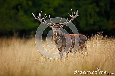 Bellow majestic powerful adult red deer stag outside autumn forest, Dyrehave, Denmark Stock Photo