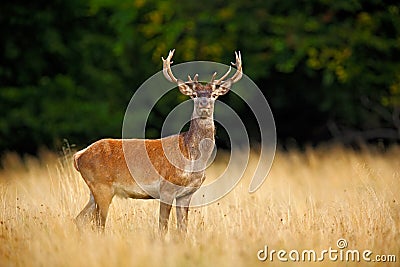 Bellow majestic powerful adult red deer stag outside autumn forest, Dyrehave, Denmark Stock Photo