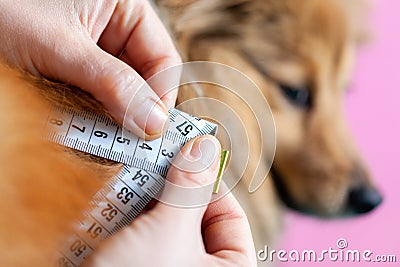 Belly circumference is measured with a tape measure on a dog Stock Photo