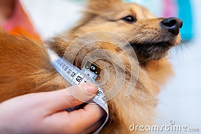 Belly circumference is measured with a tape measure on a dog Stock Photo