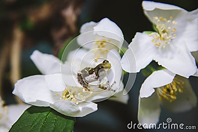 Belly-spotted froglet with white philadelphus flower bush Stock Photo