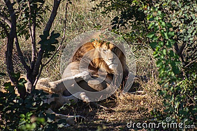 The lions in Safari-Park Taigan near Belogorsk town, Crimea Stock Photo