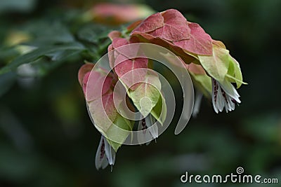 Beloperone guttata flowers. Stock Photo