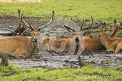 Belarus - Brest - Close-up view of the herd of red deer cervus elaphus lie resting in spring Bialowieza Forest national park Stock Photo